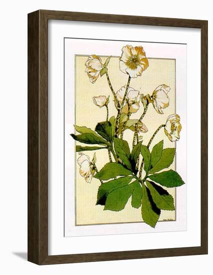 Helleborus-Anna Martin-Framed Art Print