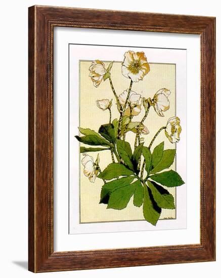 Helleborus-Anna Martin-Framed Art Print