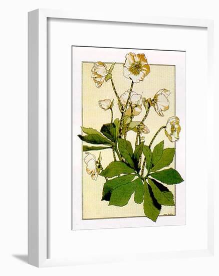 Helleborus-Anna Martin-Framed Art Print