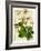 Helleborus-Anna Martin-Framed Art Print