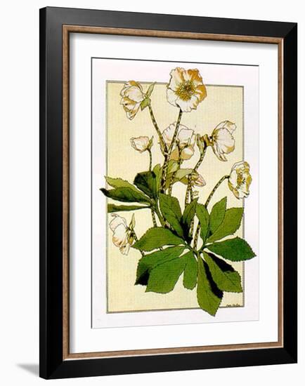 Helleborus-Anna Martin-Framed Art Print