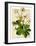 Helleborus-Anna Martin-Framed Art Print