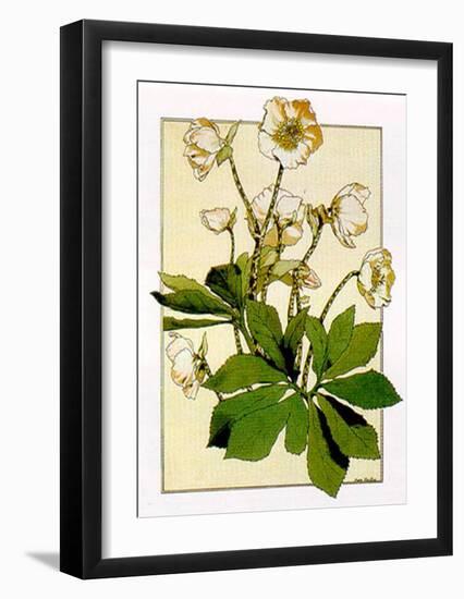 Helleborus-Anna Martin-Framed Art Print