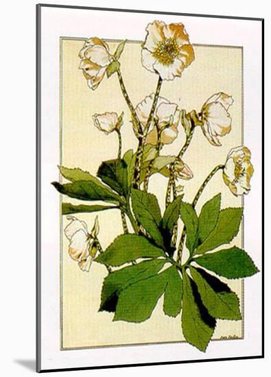 Helleborus-Anna Martin-Mounted Art Print