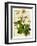 Helleborus-Anna Martin-Framed Art Print