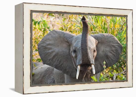 Hello Elephant-Howard Ruby-Framed Premier Image Canvas