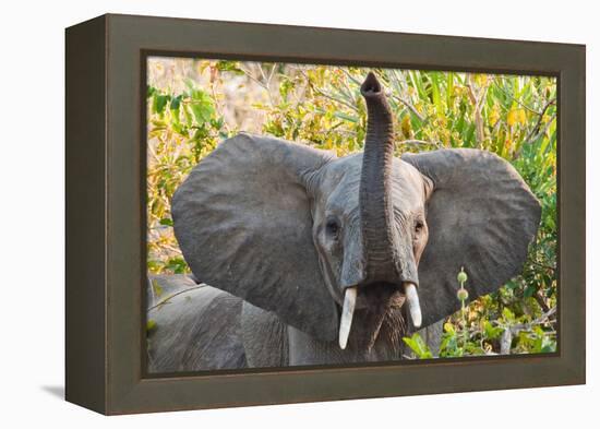 Hello Elephant-Howard Ruby-Framed Premier Image Canvas