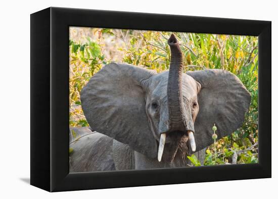 Hello Elephant-Howard Ruby-Framed Premier Image Canvas