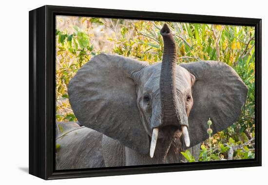 Hello Elephant-Howard Ruby-Framed Premier Image Canvas