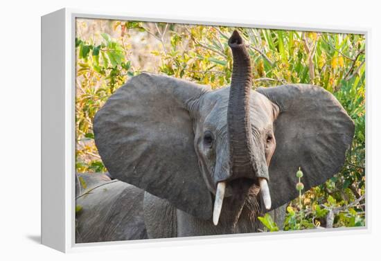 Hello Elephant-Howard Ruby-Framed Premier Image Canvas