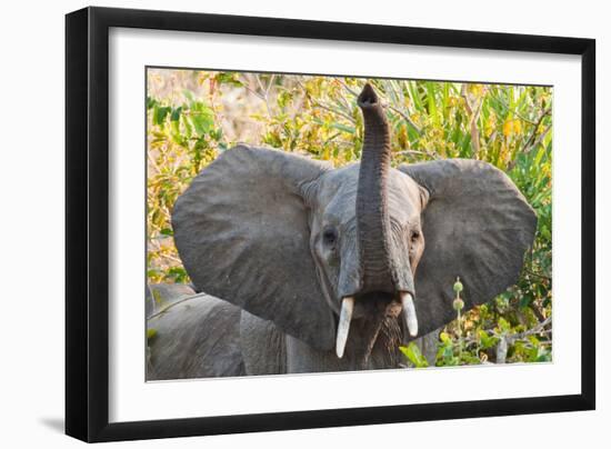 Hello Elephant-Howard Ruby-Framed Photographic Print