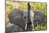 Hello Elephant-Howard Ruby-Mounted Photographic Print