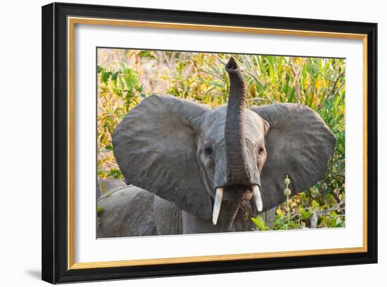 Hello Elephant-Howard Ruby-Framed Photographic Print