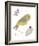 Hello Friends - Bird-Clara Wells-Framed Giclee Print