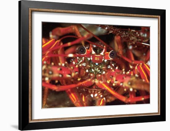 Hello Lobster-Charles Glover-Framed Art Print