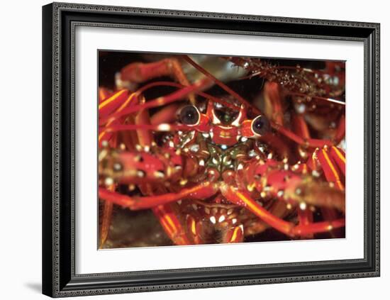 Hello Lobster-Charles Glover-Framed Art Print