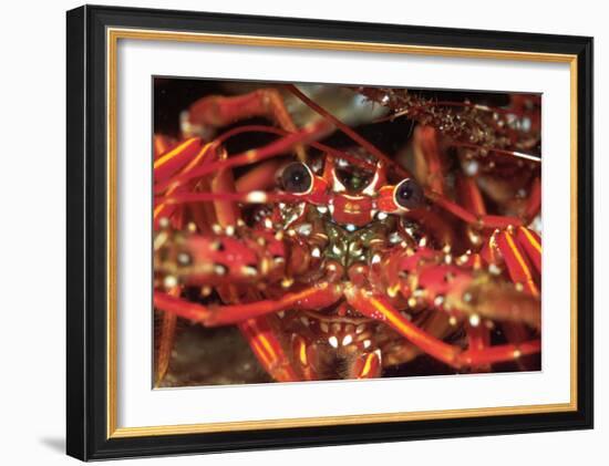 Hello Lobster-Charles Glover-Framed Art Print