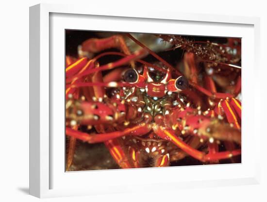 Hello Lobster-Charles Glover-Framed Art Print