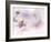 Hello there...-Ellen van Deelen-Framed Photographic Print