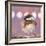 Hellow Chickadee-Molly Reeves-Framed Photographic Print