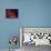 Helloween Visit 3-RUNA-Giclee Print displayed on a wall
