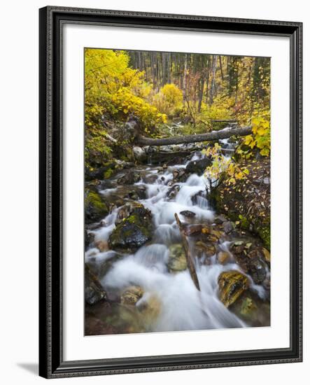 Hellroaring Creek Decked Out in Autumn Color Near Whitefish, Montana, Usa-Chuck Haney-Framed Photographic Print