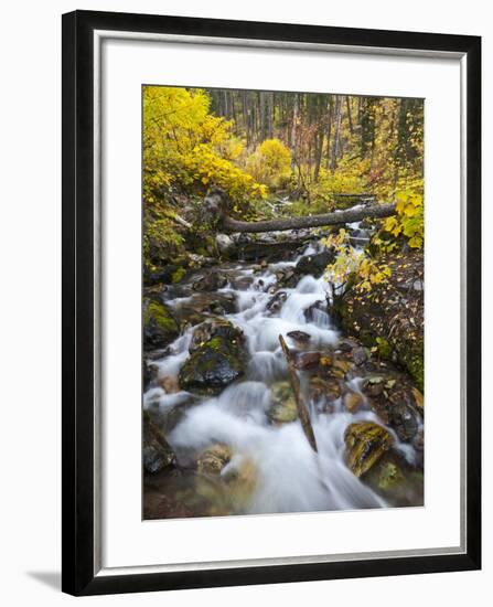 Hellroaring Creek Decked Out in Autumn Color Near Whitefish, Montana, Usa-Chuck Haney-Framed Photographic Print