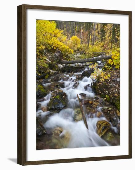 Hellroaring Creek Decked Out in Autumn Color Near Whitefish, Montana, Usa-Chuck Haney-Framed Photographic Print