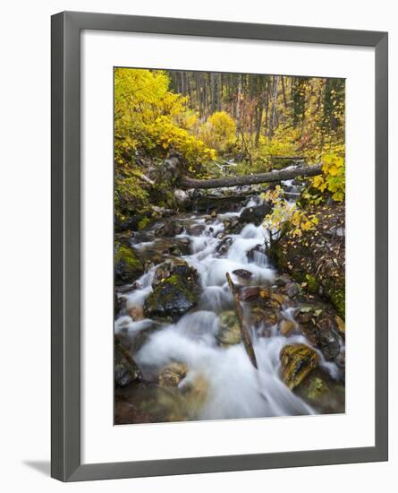 Hellroaring Creek Decked Out in Autumn Color Near Whitefish, Montana, Usa-Chuck Haney-Framed Photographic Print