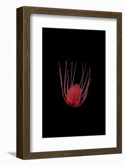 Helmet jellyfish drifting in the deep sea, Norway-Franco Banfi-Framed Photographic Print