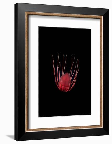 Helmet jellyfish drifting in the deep sea, Norway-Franco Banfi-Framed Photographic Print