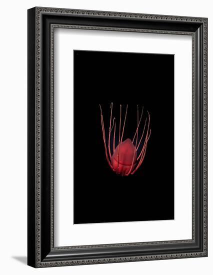 Helmet jellyfish drifting in the deep sea, Norway-Franco Banfi-Framed Photographic Print