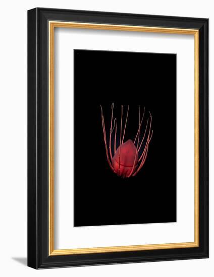 Helmet jellyfish drifting in the deep sea, Norway-Franco Banfi-Framed Photographic Print