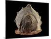 Premium Photographic Print