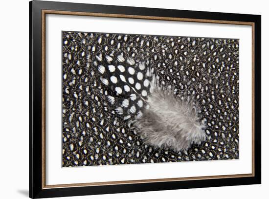 Helmeted Guinea Fowl Feathers in Black and White-Darrell Gulin-Framed Photographic Print