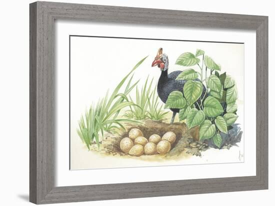 Helmeted Guineafowl Numida Meleagris at Nest with Eggs-null-Framed Giclee Print