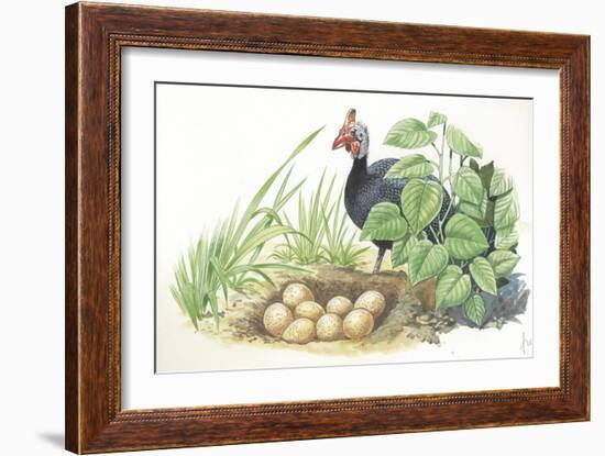 Helmeted Guineafowl Numida Meleagris at Nest with Eggs-null-Framed Giclee Print