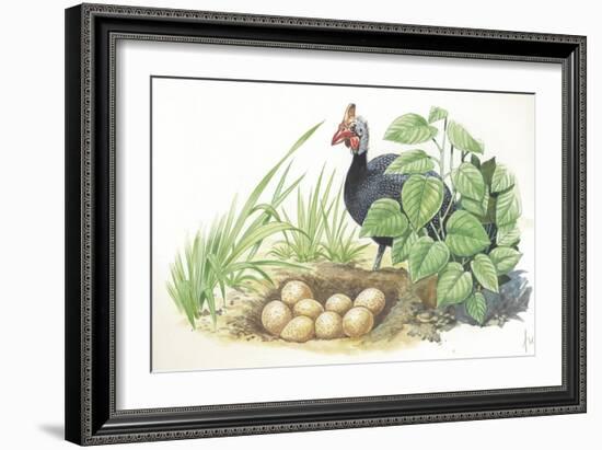 Helmeted Guineafowl Numida Meleagris at Nest with Eggs-null-Framed Giclee Print