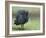 Helmeted Guineafowl Portrait with Feather Fluffed Up, Tanzania-Edwin Giesbers-Framed Photographic Print