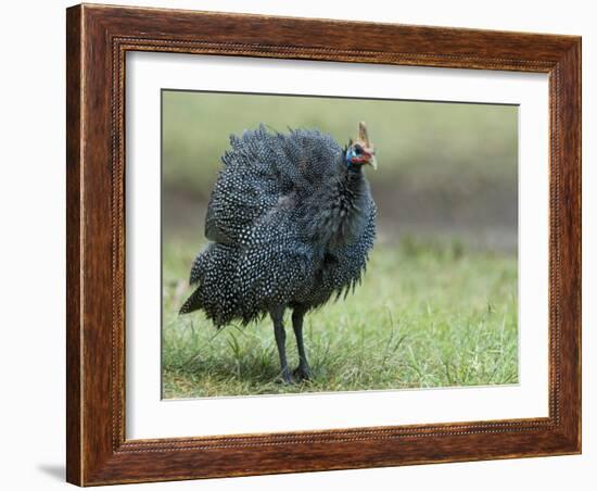 Helmeted Guineafowl Portrait with Feather Fluffed Up, Tanzania-Edwin Giesbers-Framed Photographic Print