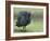 Helmeted Guineafowl Portrait with Feather Fluffed Up, Tanzania-Edwin Giesbers-Framed Photographic Print
