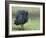 Helmeted Guineafowl Portrait with Feather Fluffed Up, Tanzania-Edwin Giesbers-Framed Photographic Print