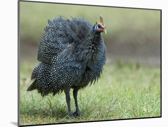 Helmeted Guineafowl Portrait with Feather Fluffed Up, Tanzania-Edwin Giesbers-Mounted Photographic Print