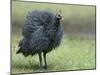 Helmeted Guineafowl Portrait with Feather Fluffed Up, Tanzania-Edwin Giesbers-Mounted Photographic Print