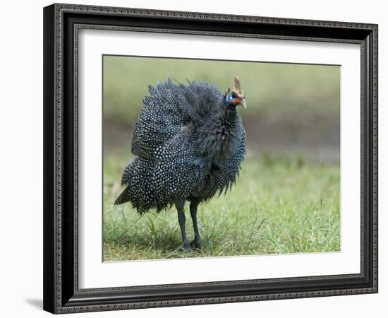 Helmeted Guineafowl Portrait with Feather Fluffed Up, Tanzania-Edwin Giesbers-Framed Photographic Print