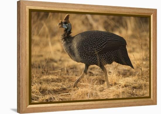 Helmeted Guineafowl-Joe McDonald-Framed Premier Image Canvas