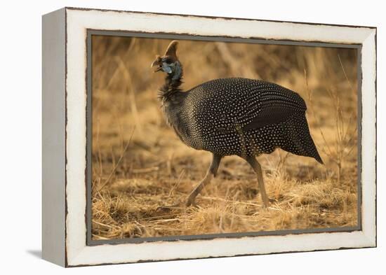 Helmeted Guineafowl-Joe McDonald-Framed Premier Image Canvas