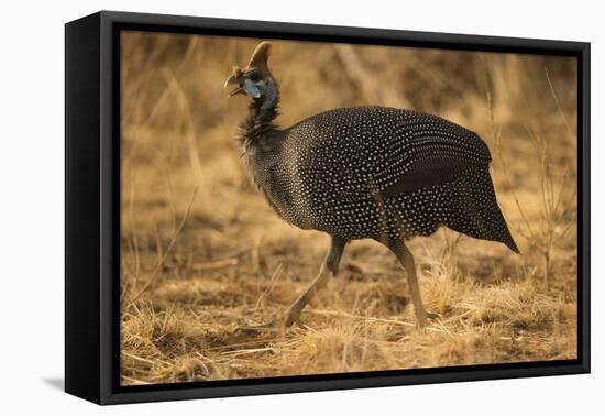 Helmeted Guineafowl-Joe McDonald-Framed Premier Image Canvas