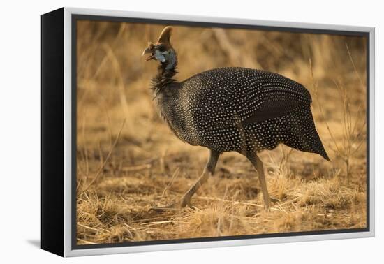 Helmeted Guineafowl-Joe McDonald-Framed Premier Image Canvas