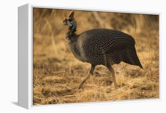 Helmeted Guineafowl-Joe McDonald-Framed Premier Image Canvas